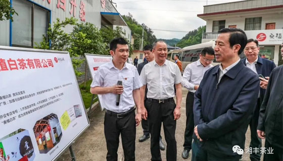湖南省委副書(shū)記、省長(zhǎng)許達(dá)哲視察湘豐桑植白茶公司