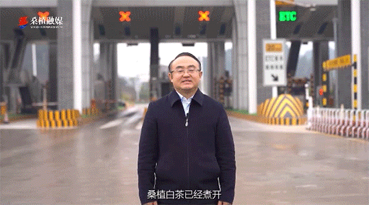 縣長兩次喊話的背后，桑植白茶都是不可忽視的背景元素！