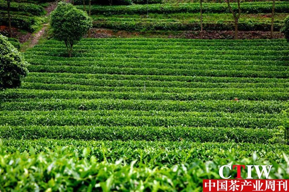 【湖南】長沙縣推動(dòng)產(chǎn)業(yè)鏈升級——一片茶葉帶動(dòng)三產(chǎn)融合